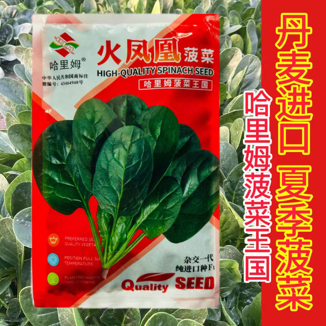 哈里姆火凤凰抗热F1菠菜种子油绿叶厚大叶高产耐热耐抽苔菠菜种子