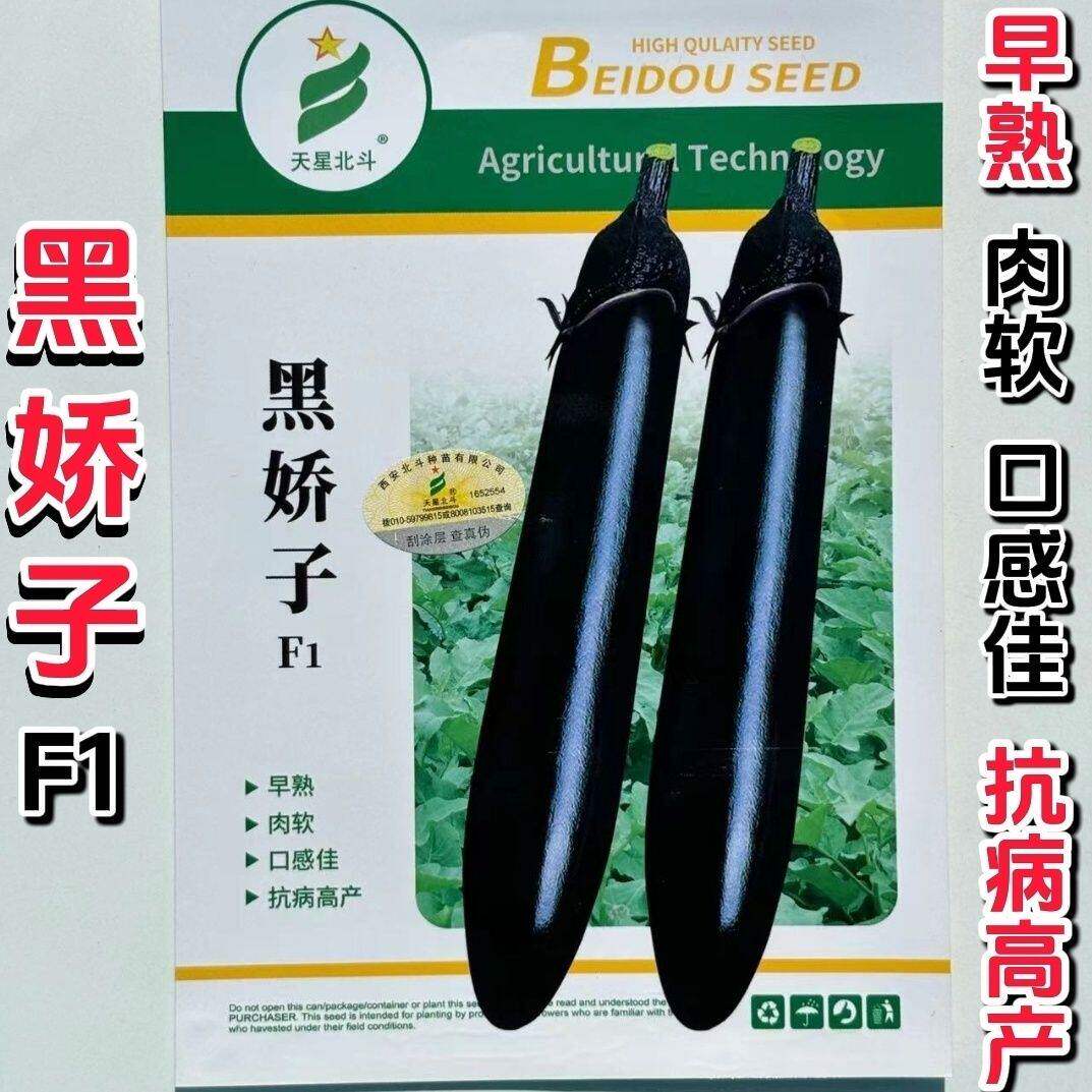 北斗黑娇子黑长茄种子早熟软肉肉质细腻顺直长茄高产抗原强春秋播