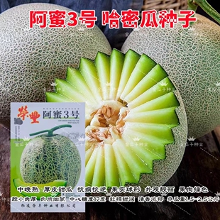 阿蜜3号网纹哈密瓜种子超甜新疆香脆伽师瓜籽特大甜瓜春秋季水果