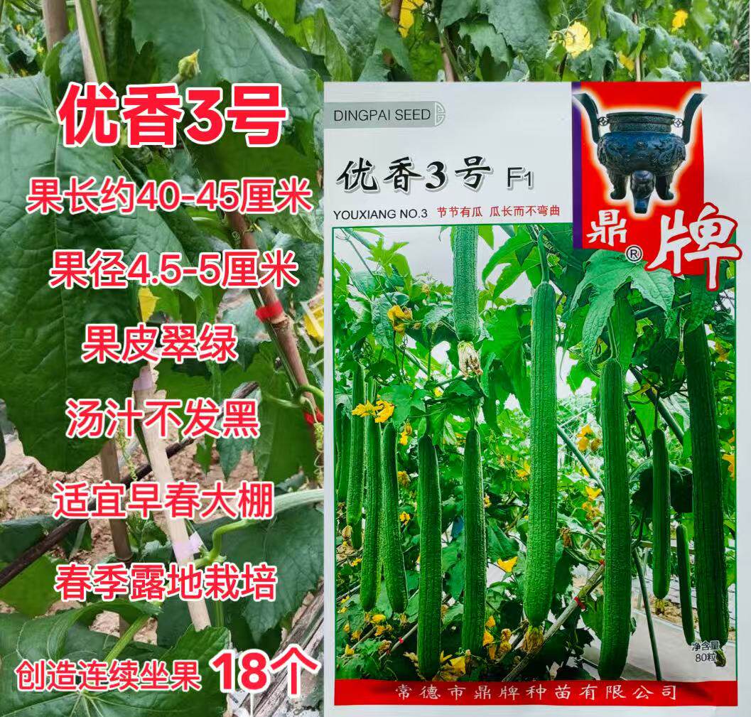 鼎牌优香3号长香丝瓜种子特早熟优质高产果皮翠绿节节瓜春夏季播