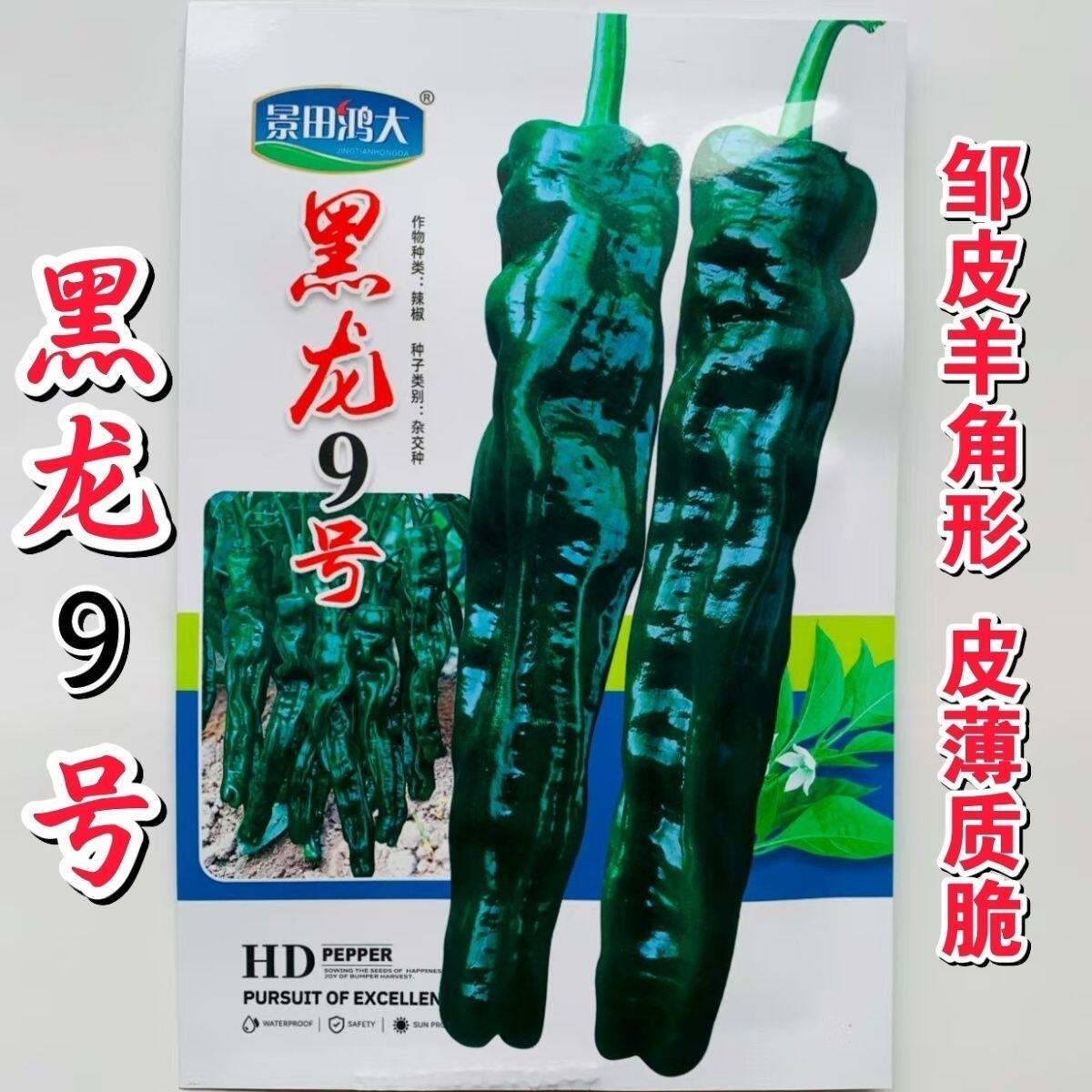 景田鸿大黑龙9号辣椒种子中早熟高产皱皮椒种籽皮薄质脆辣味香浓