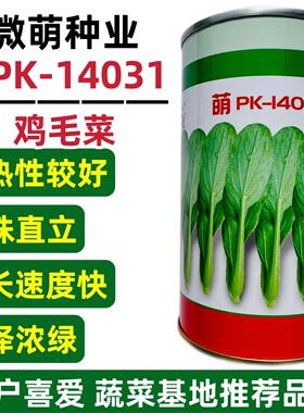 PK-14031耐热青梗菜鸡毛菜种子小白菜种子油菜青菜种籽生长快