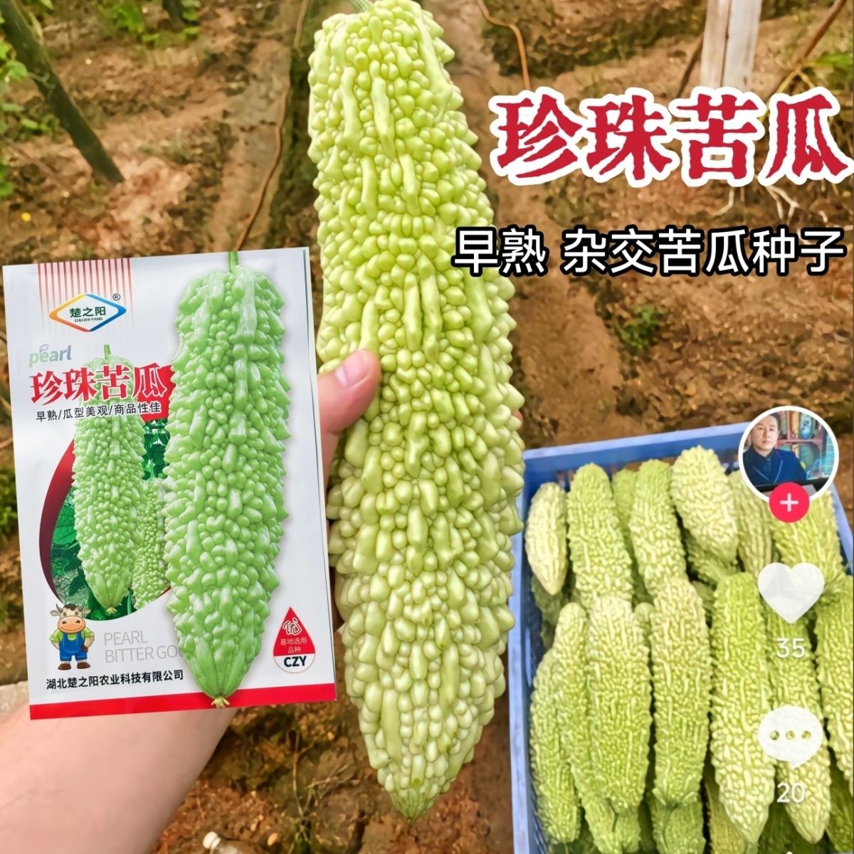 珍珠苦瓜种子早中熟高产抗病抗逆绿白皮苦瓜种籽农家四季蔬菜种子