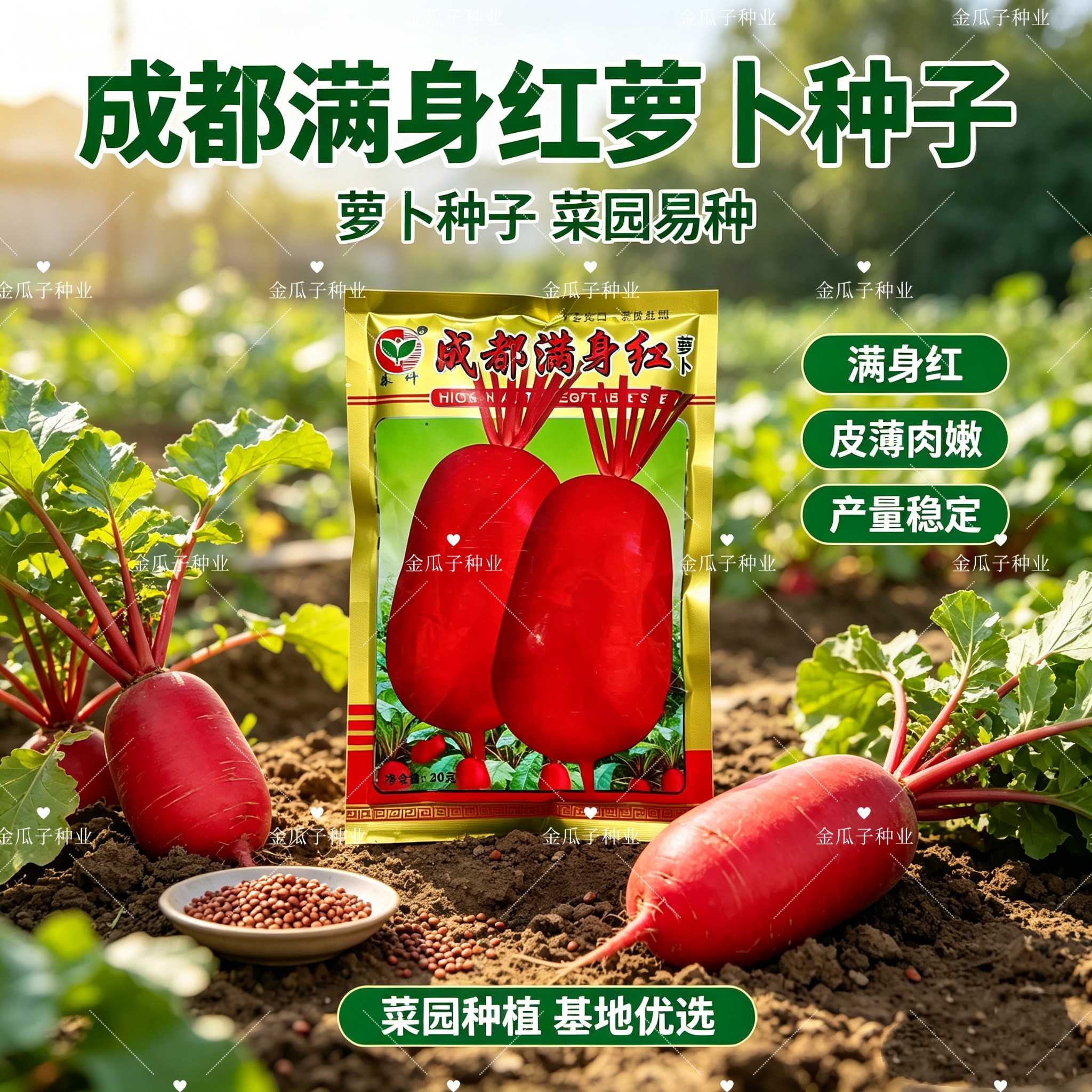 四川成都满身红萝卜种子红皮白肉红萝卜农家自种腌制种泡菜红萝卜