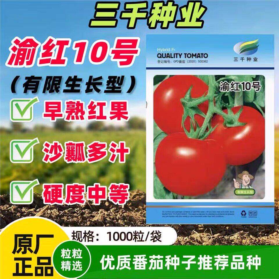 渝红10号番茄种子早熟有限生长型沙瓤多汁抗病西红柿种籽春秋播种
