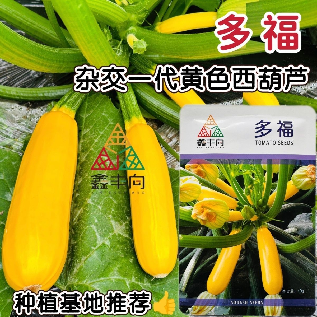 多福水果西葫芦种子黄色油亮香蕉西葫芦菜瓜种籽四季蔬菜茭瓜种子