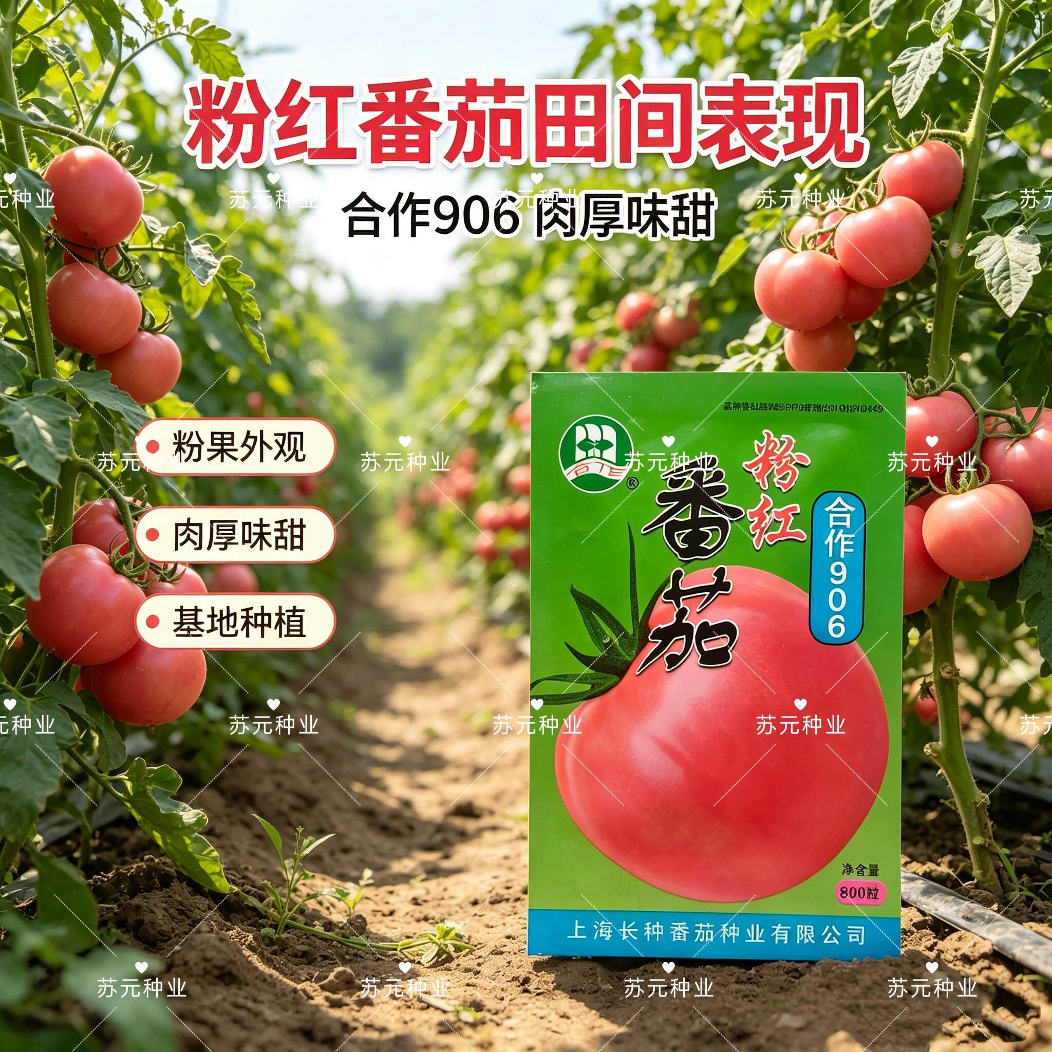 上海合作906粉红番茄种子 早熟高产春秋种植大红西红柿种子大棚种