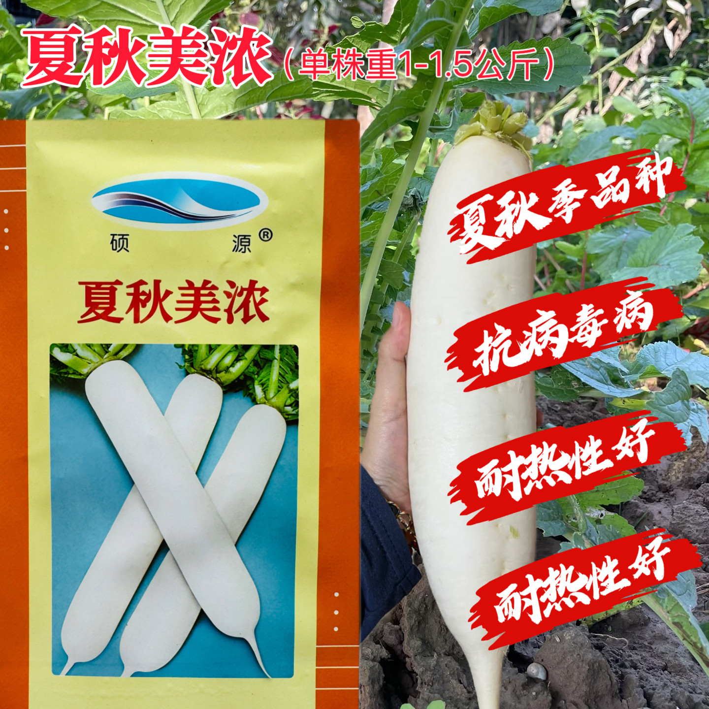 夏秋美浓抗热白萝卜不黑心耐热性好夏秋专用高产耐抽苔白萝卜种子