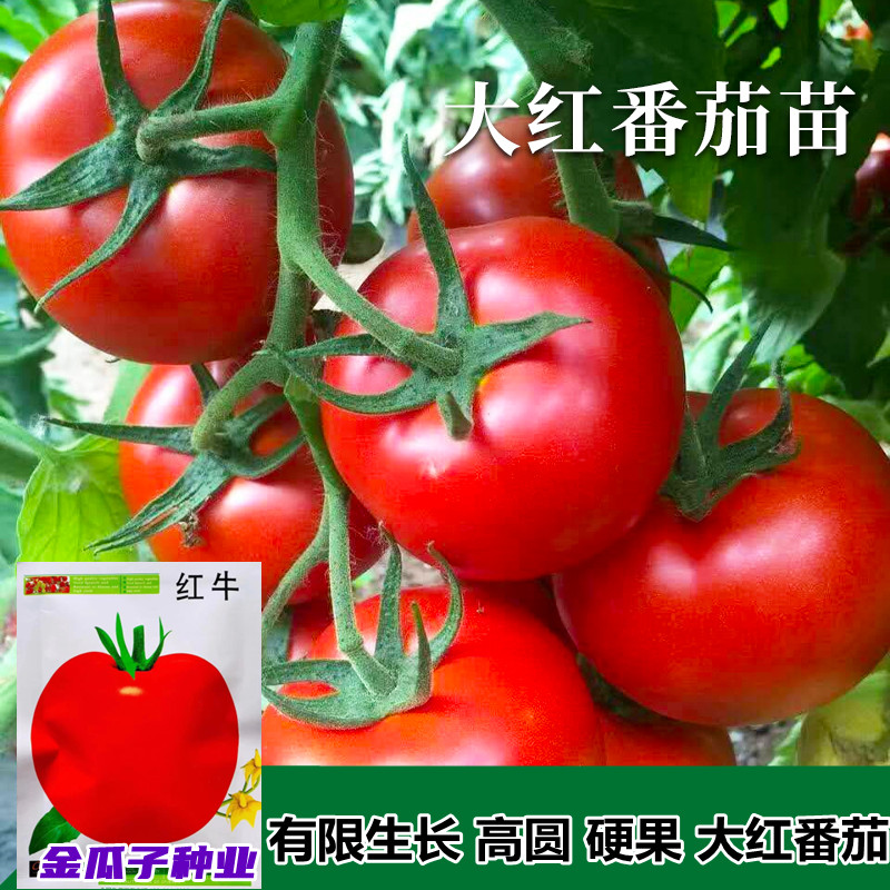 大红番茄种子早熟耐热高产抗病