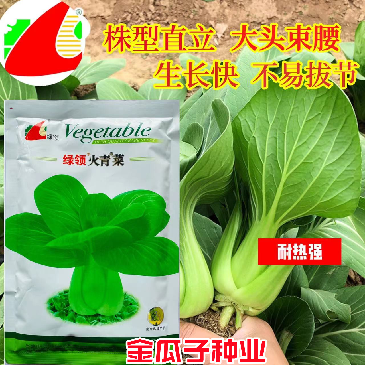 绿领火青菜种籽耐热湿抗病口感好图片
