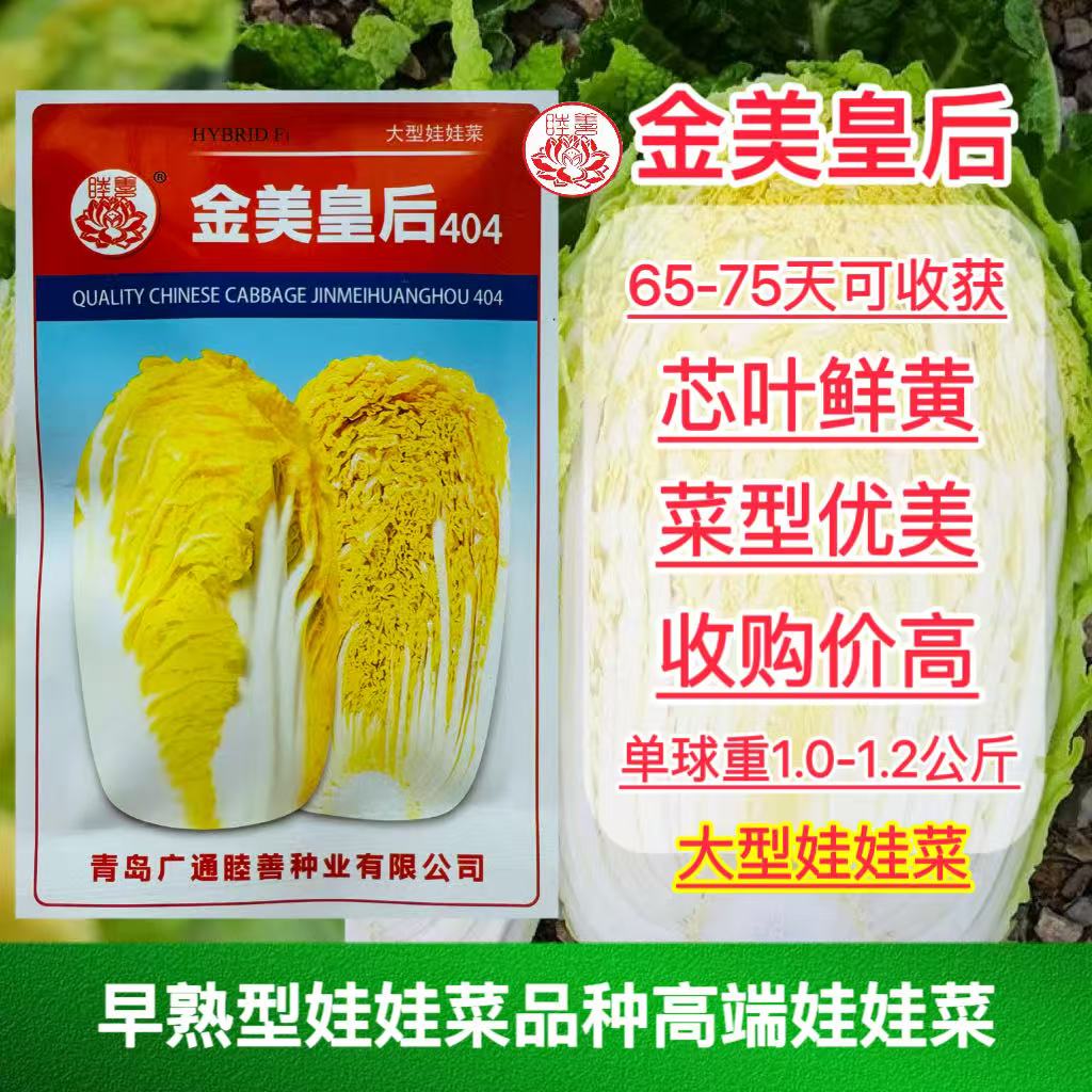 金美皇后大型娃娃菜种子早熟黄心大白菜种籽春秋播直筒型蔬菜种籽