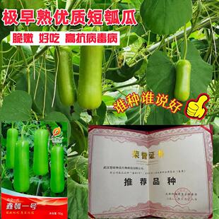鑫瓠一号瓠子种子基地专用精选短瓠瓜种子蒲瓜种籽早熟质嫩抗病强