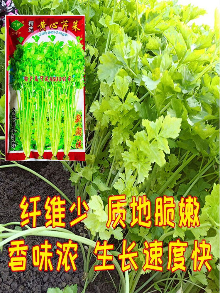 四季黄心芹种子实心芹菜种籽小香芹西芹青菜春夏秋季蔬菜种孑耐寒