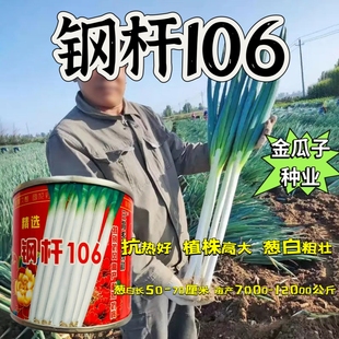 钢杆106三育系列大葱种子高产抗病抗风大田用种罐装100克大葱种子