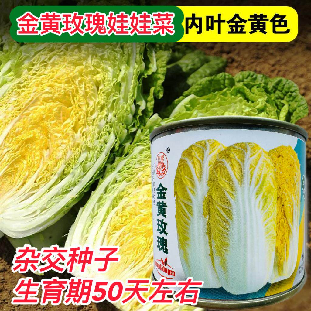 金黄玫瑰娃娃菜种子高产抗病耐热耐寒春秋播韩国引进高端娃娃菜种