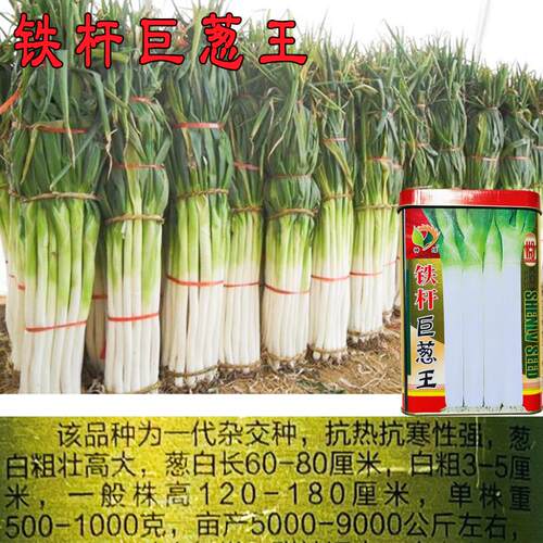 铁杆巨葱王种子大葱种子铁杆型大香葱耐热抗寒春季秋冬季铁杆四季