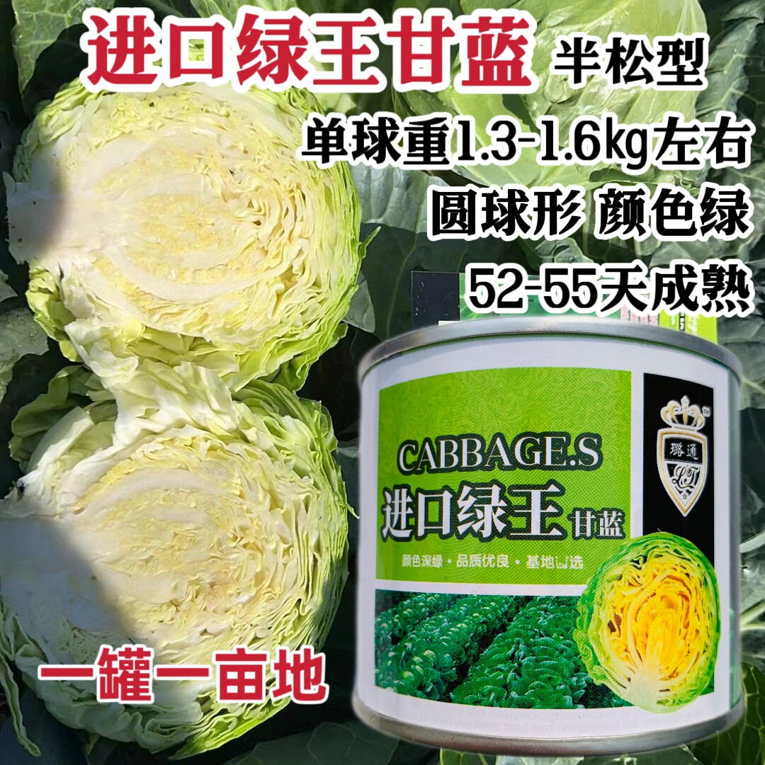 进口绿王甘蓝种子基地优选半松型甘蓝早熟圆球形包心菜种籽颜色绿