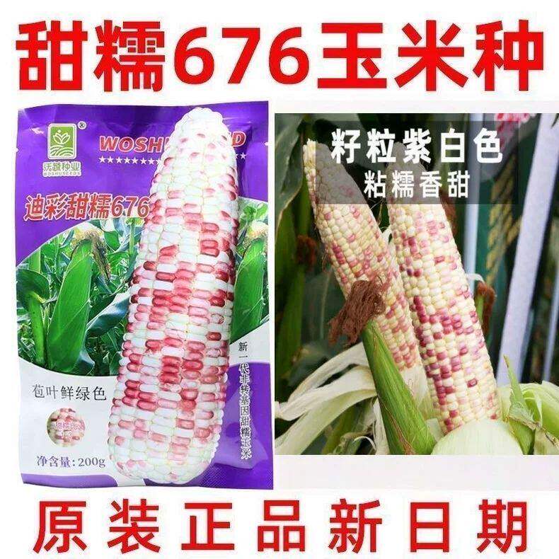 迪彩甜糯676玉米种子高产玉米种籽甜糯棒子杂交苞米种子粘糯