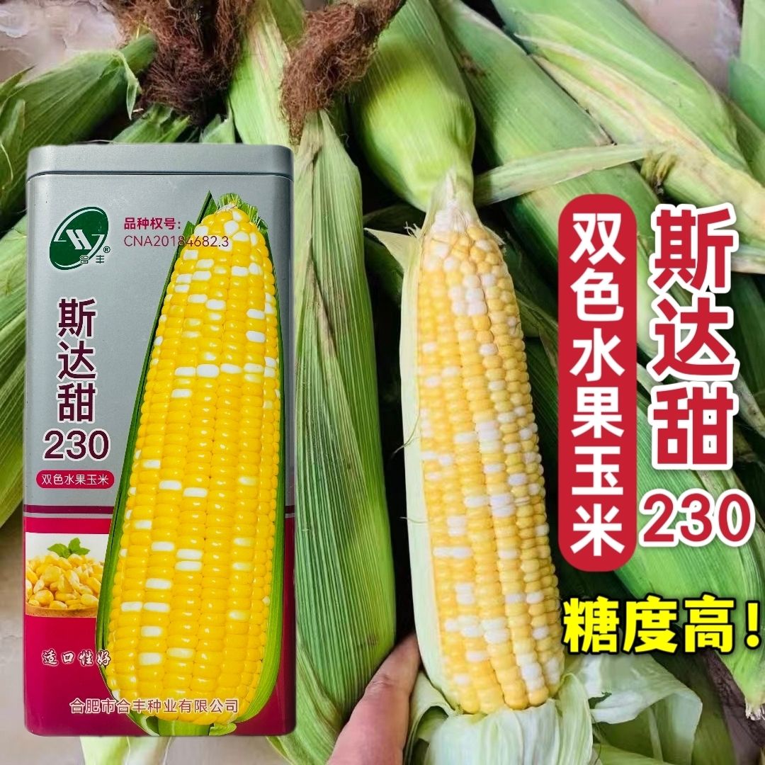 斯达甜230双色水果玉米种子超甜鲜食水果玉米种籽南北方春秋季种