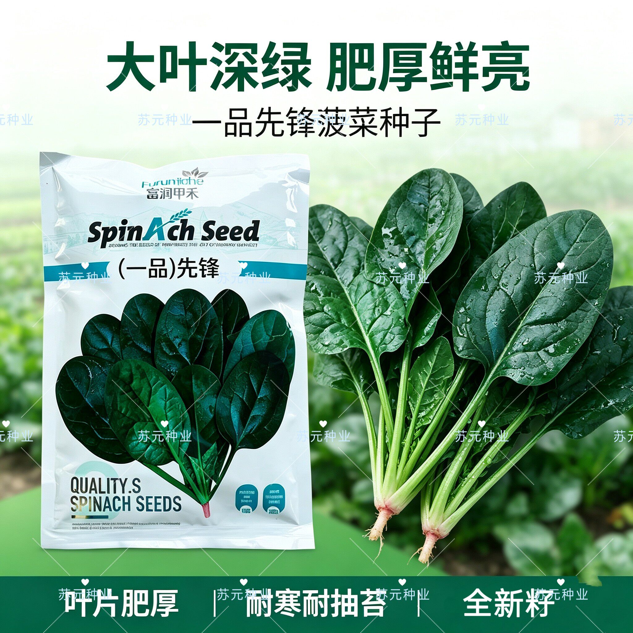 富润甲禾一品先锋菠菜种子国外引进圆叶厚叶色深耐热耐寒耐抽薹籽