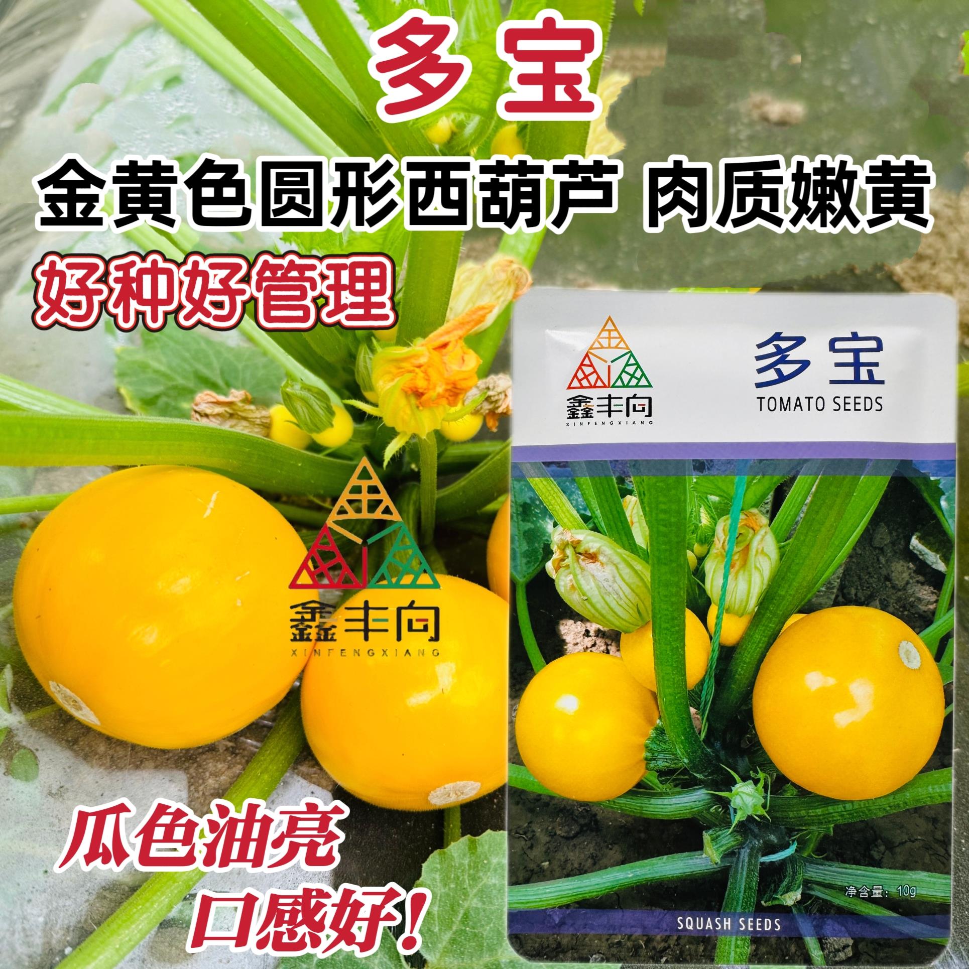 多宝苹果西葫芦种籽金黄色西葫芦菜瓜种籽肉质嫩黄春秋季易种蔬菜