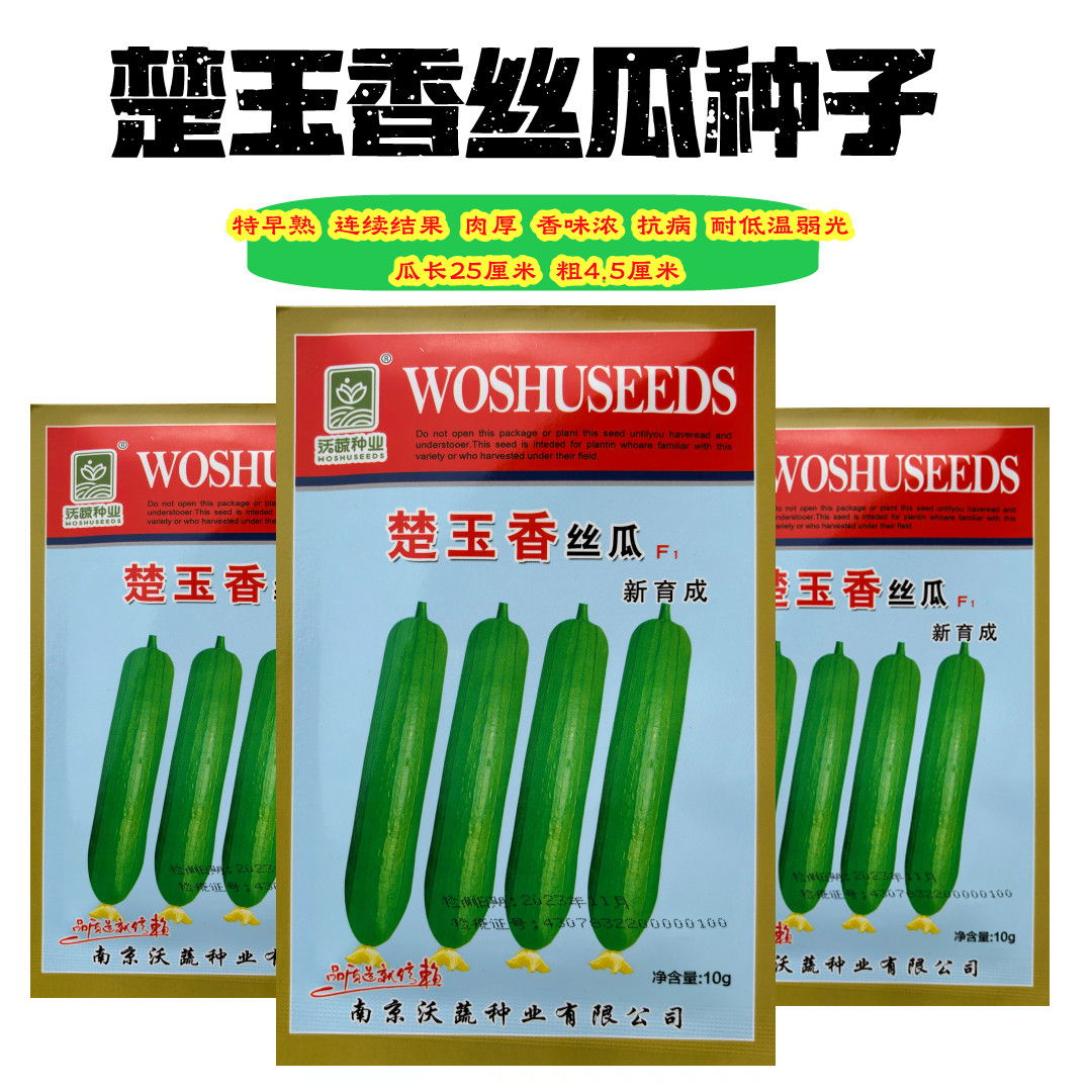 楚玉香丝瓜种子杂交早熟肉厚香味浓优质抗病商品性好耐低温弱光