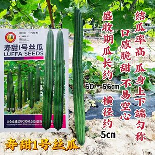 正源长丝瓜种籽寿甜1号丝瓜种子角瓜种高产八角丝瓜种子口感脆甜