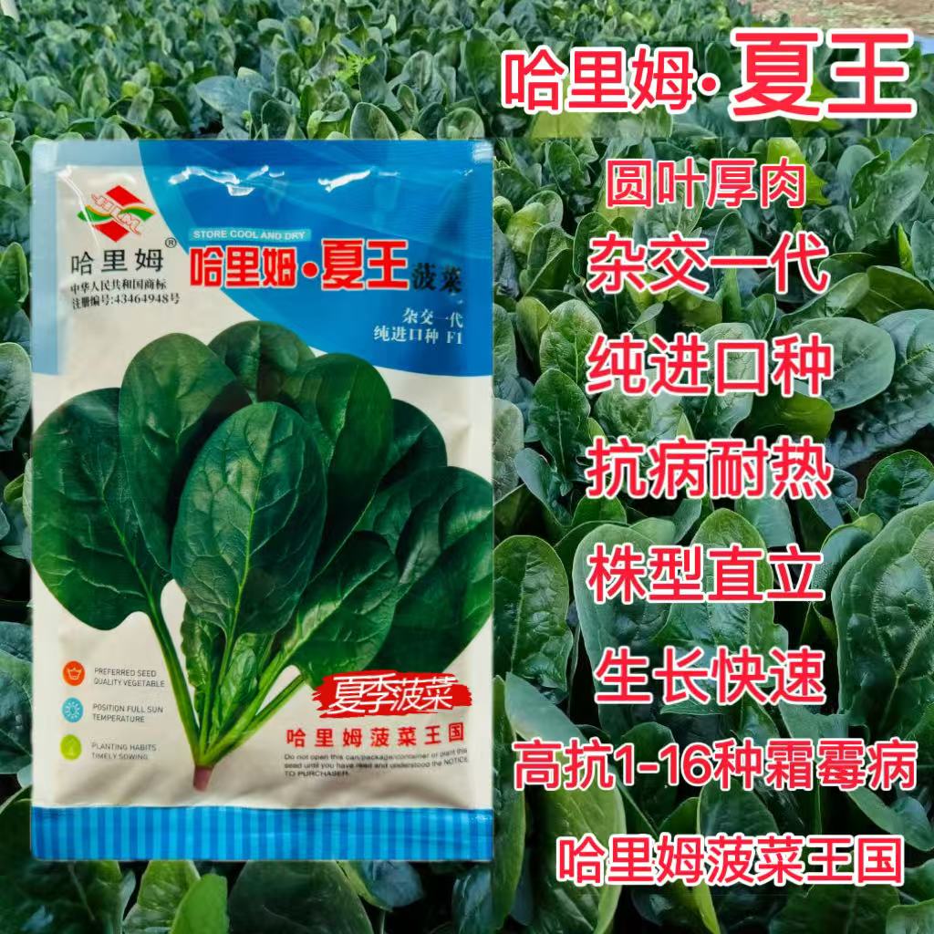 丹麦进口菠菜种子哈里姆夏王耐高温夏播蔬菜大叶菠菜抗高温种子