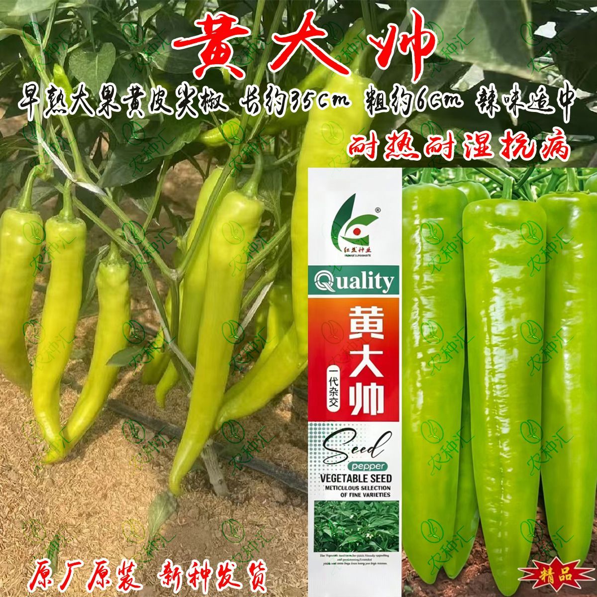 黄大帅黄皮尖椒种子早熟大果黄皮尖椒耐湿热抗病高产辣椒蔬菜种籽