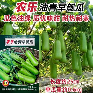 正源瓠子种子农乐油青早瓠瓜种子清香蒲瓜种子早熟菜葫芦短棒瓠子