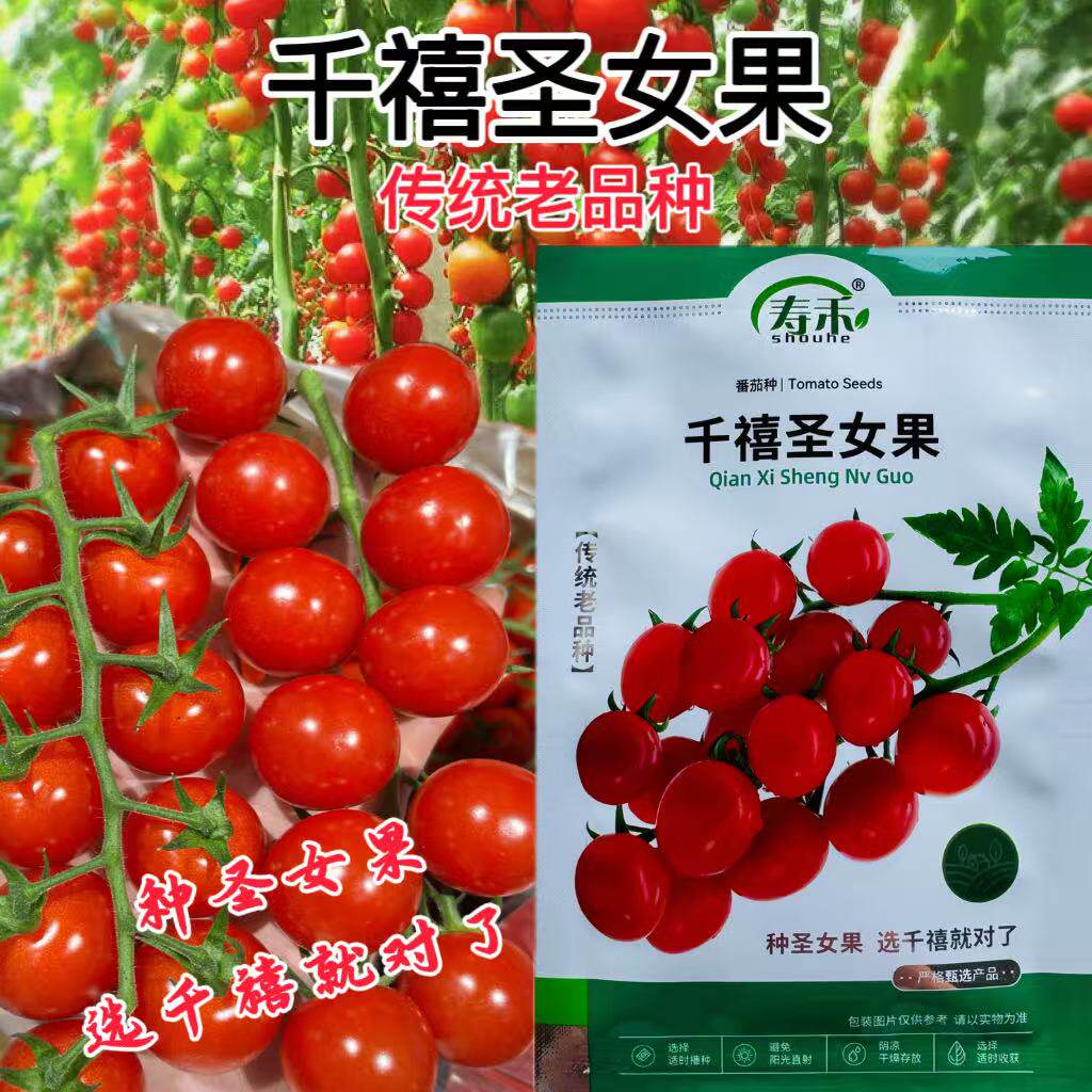寿禾千禧圣女果番茄种子无限生长早熟四季超甜小西红柿盆栽蔬菜孑