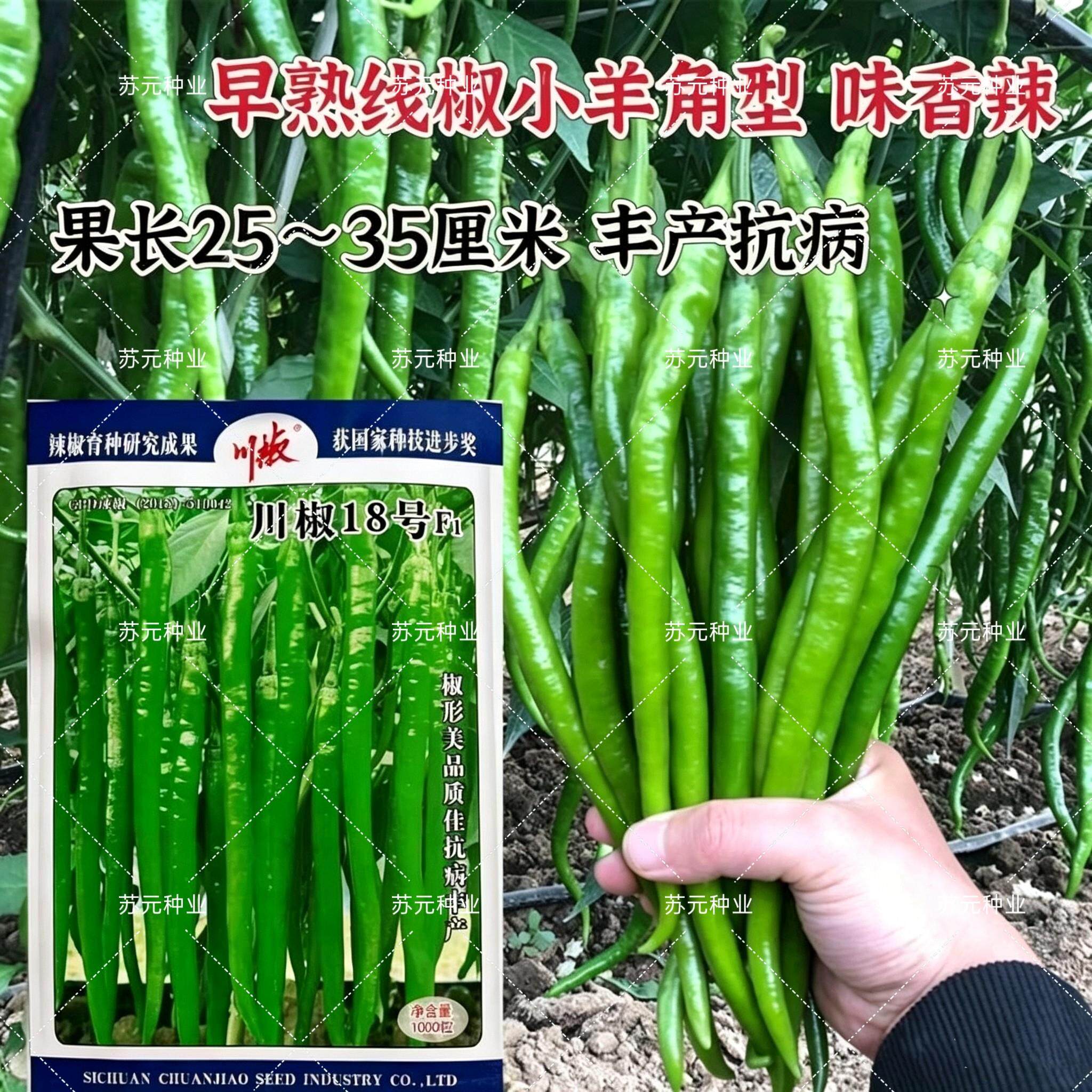 川椒18号辣椒种子早熟线椒种籽连续坐果强四季蔬菜种子春秋线椒种