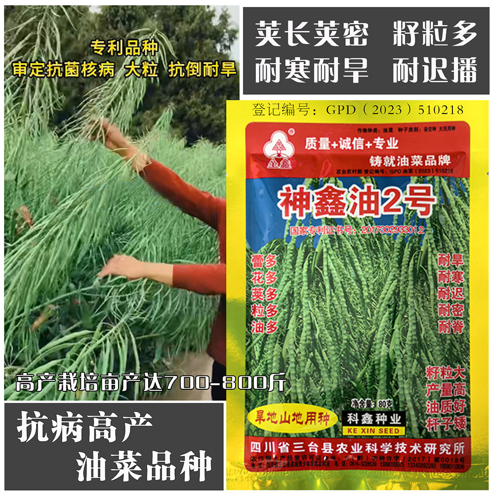 四川神鑫油2号高产杂交甘蓝型实心油菜种子矮杆耐寒耐旱原装正品