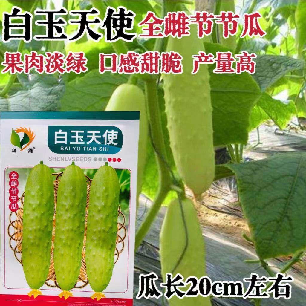 全雌节节瓜黄瓜种子白玉天使白黄瓜种籽农家春秋季种植口感甜脆孑