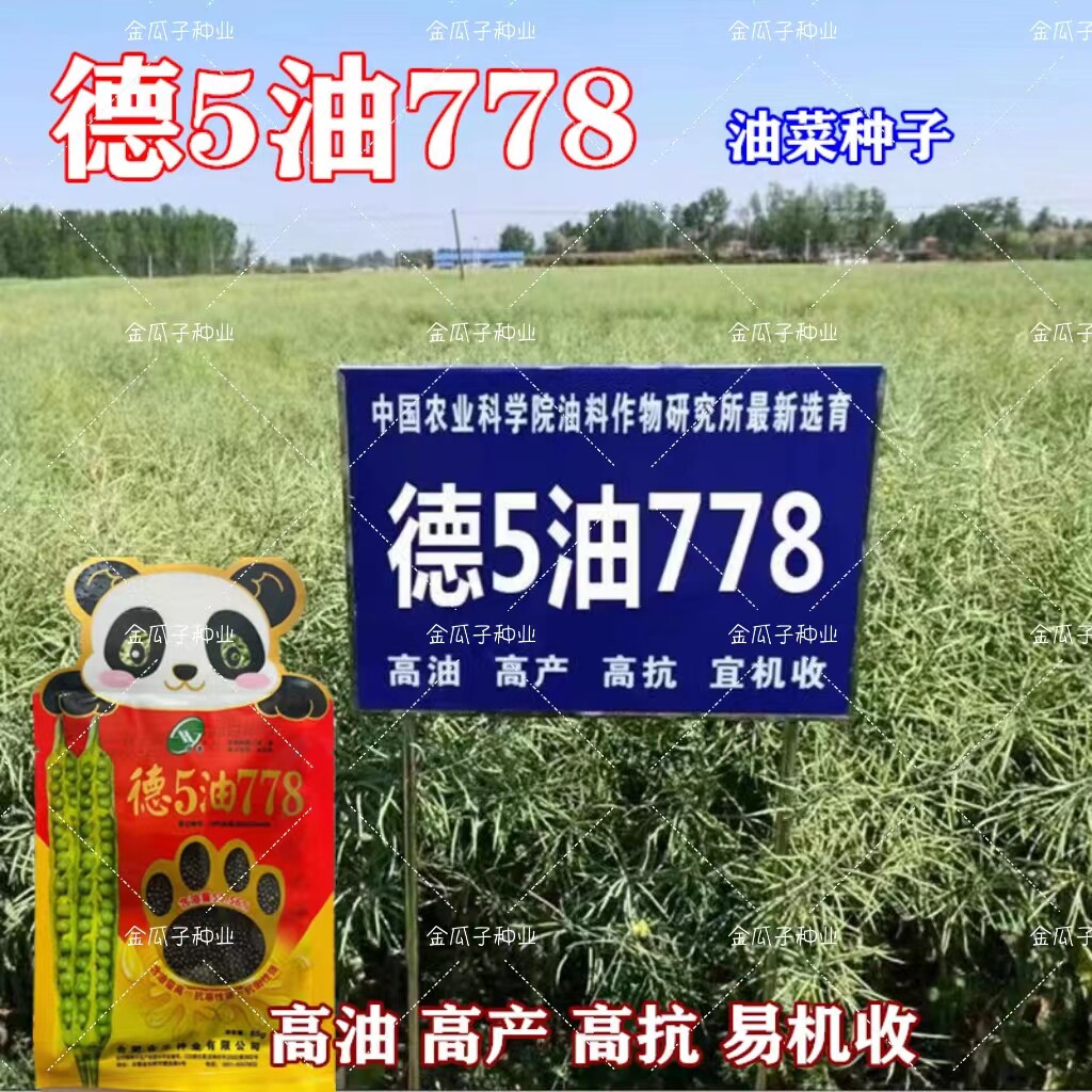 德5油778油菜株矮高产抗病抗裂