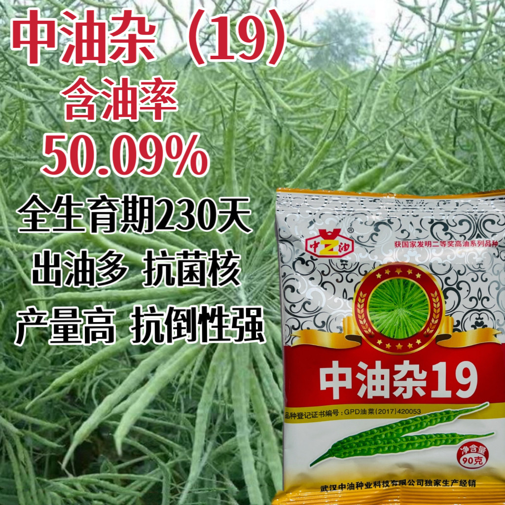 杂19油菜花种子丰产油菜籽高油高产春秋季播蔬菜种子