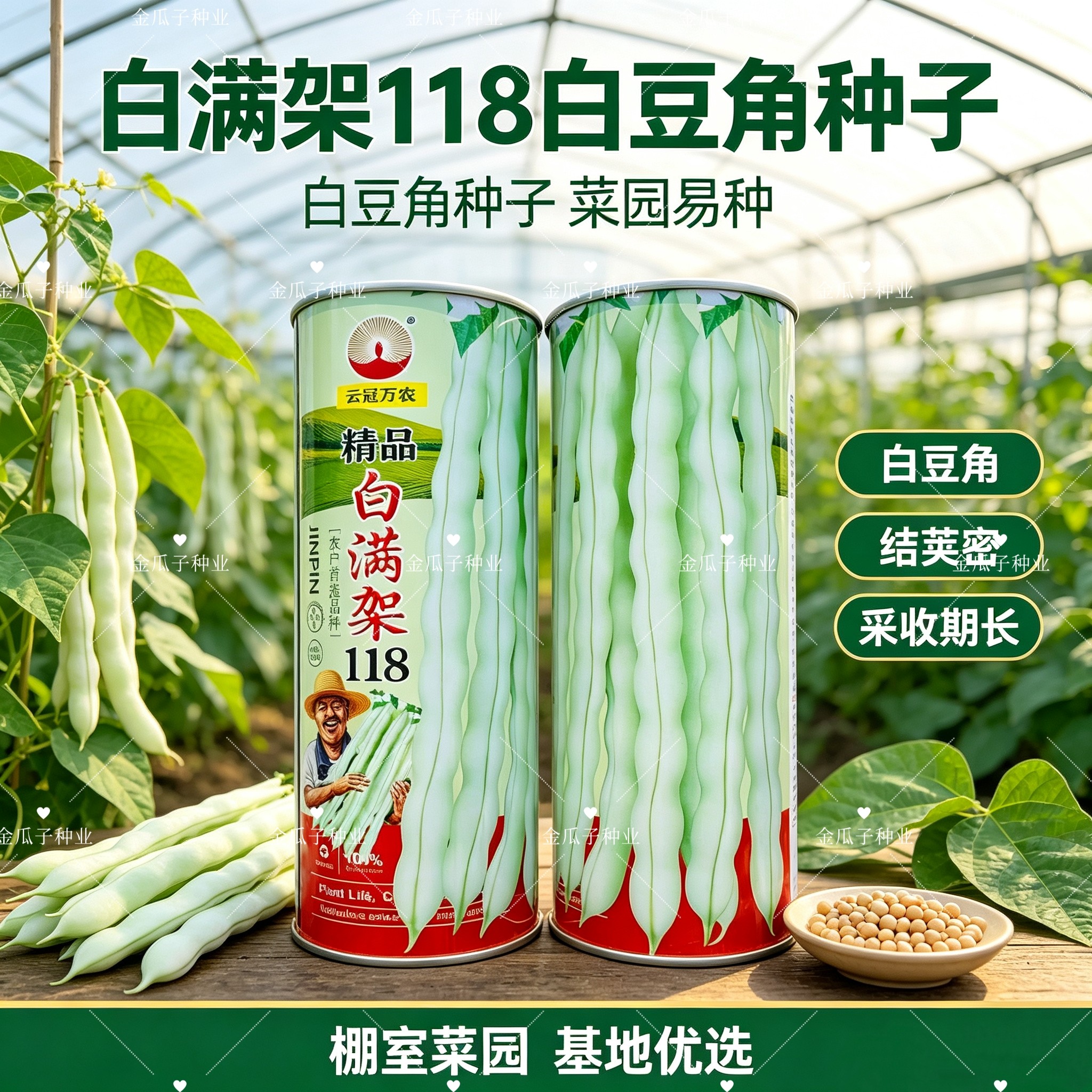 精品白满架118白架豆种子 大白荚四季豆 高产抗病农户大田豆角种