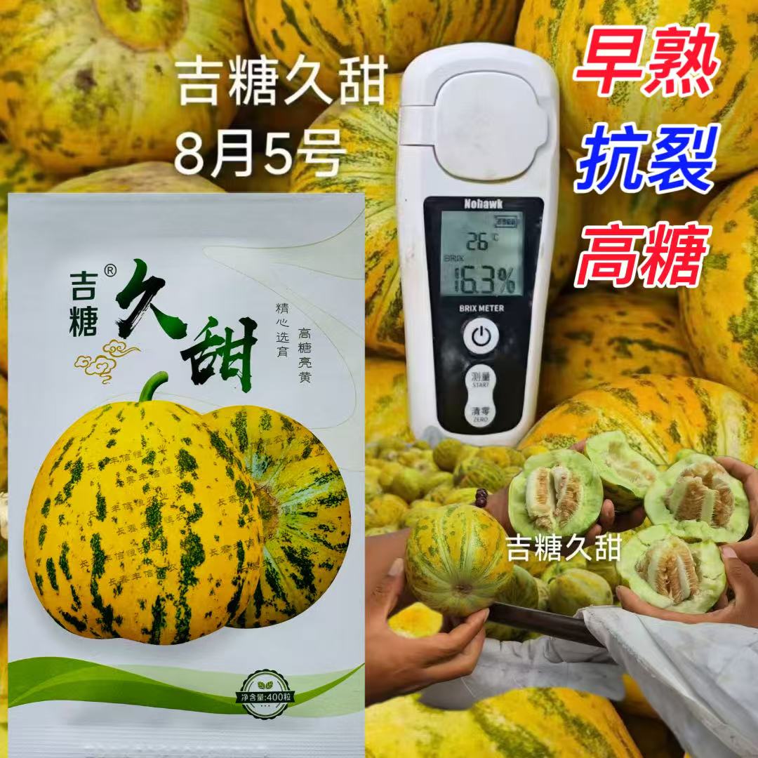 吉糖久甜杂交甜瓜种子中大果花皮绿肉干瓤高糖种籽口感甜脆不裂瓜
