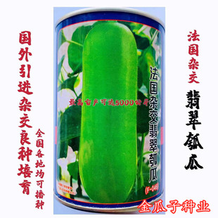 早熟翡翠瓠瓜种子高产短棒瓠子瓜籽菜葫芦耐热抗病四季蔬菜种籽孑