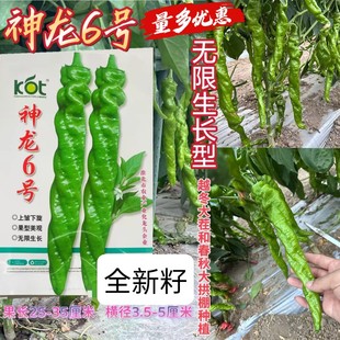 神龙6号螺丝椒种籽无限生长高产早中熟辣椒种子大田基地播