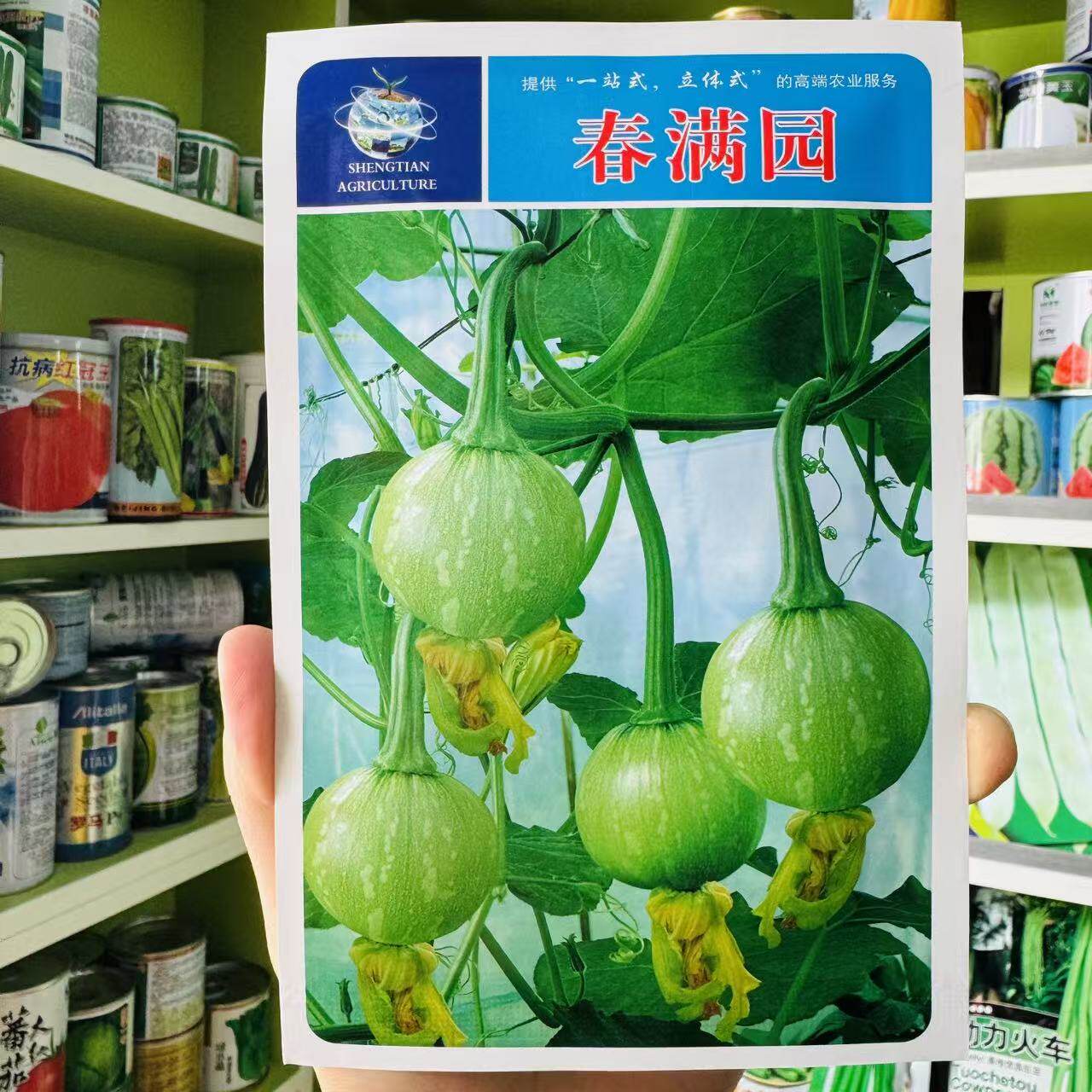 春满园小南瓜种子早熟西葫芦种籽高产耐低温圆葫芦瓜一串铃葫芦瓜