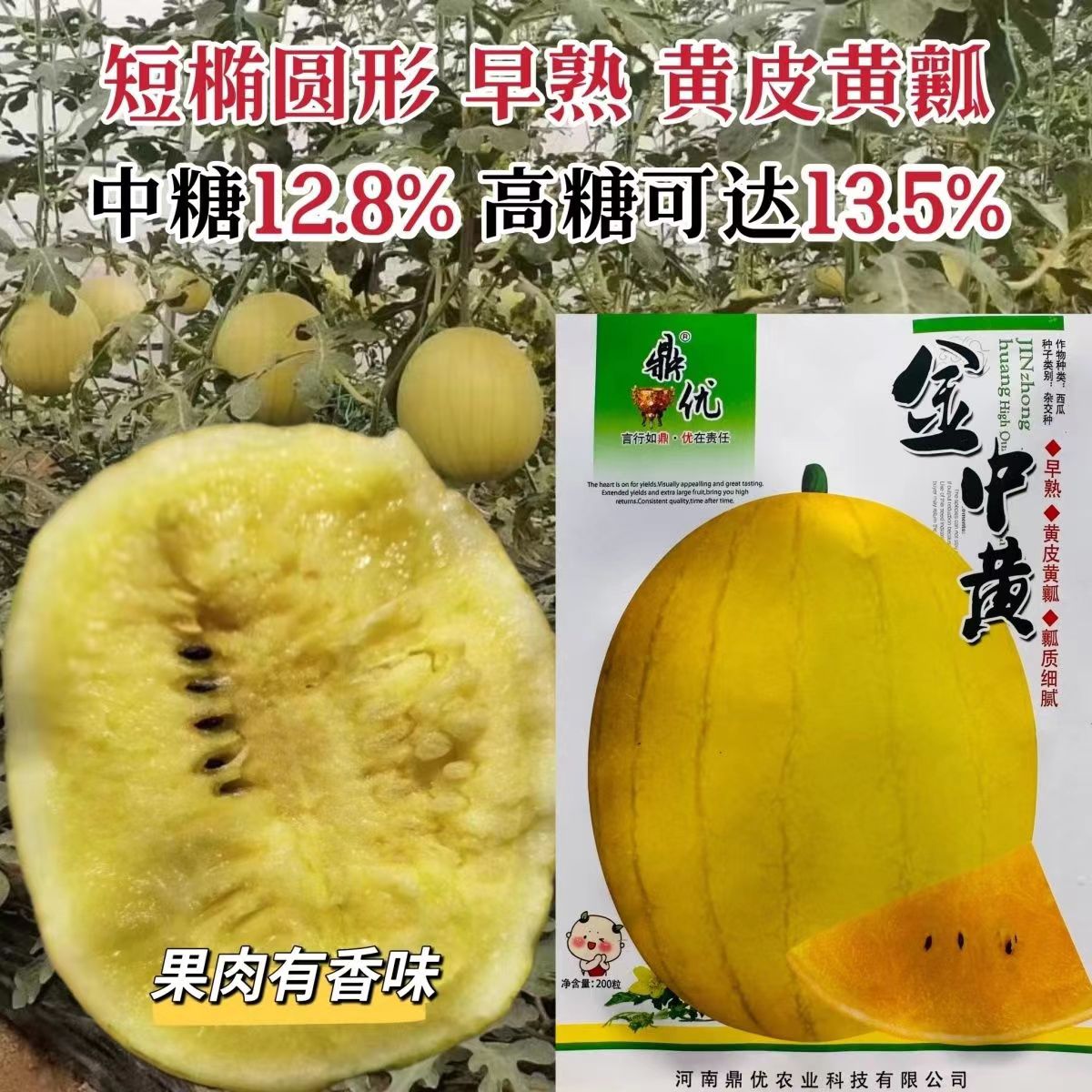 金中黄礼品西瓜皮薄脆甜耐裂早熟