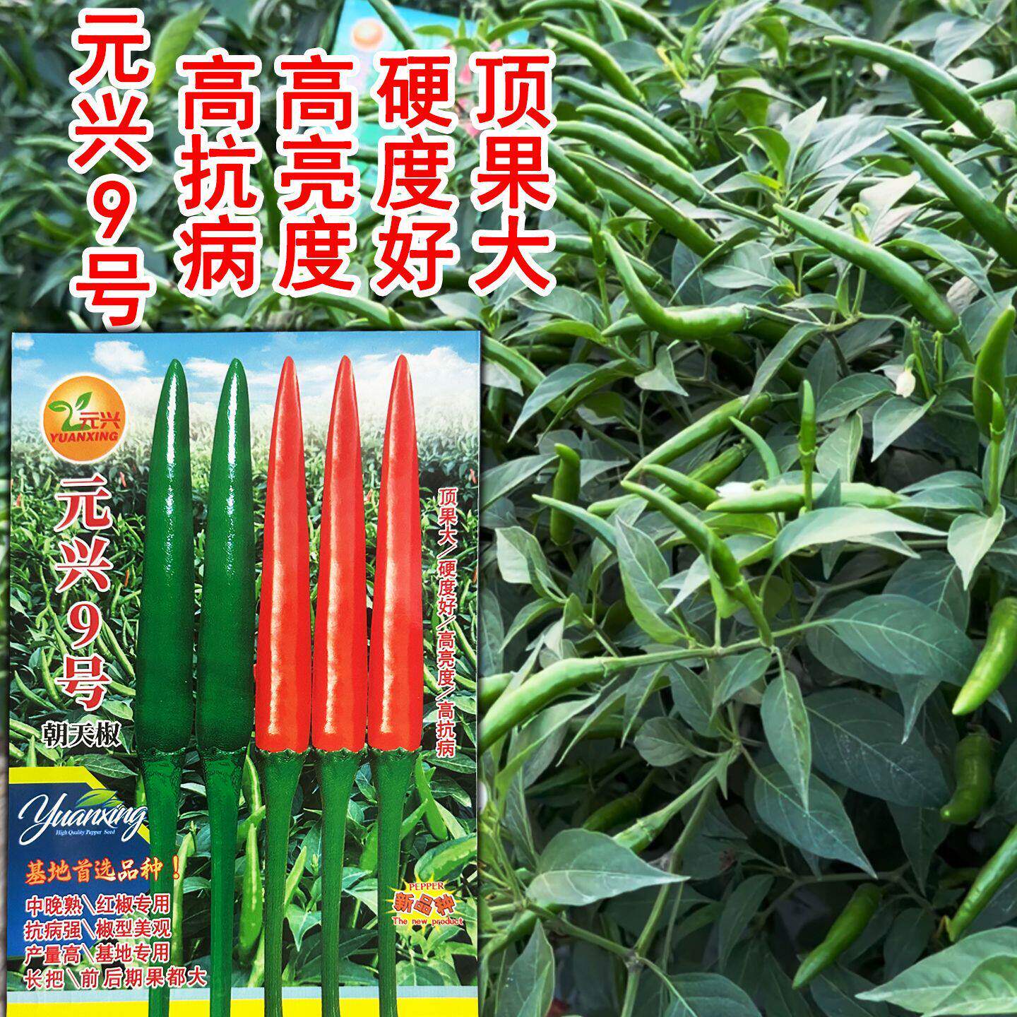 元兴9号大果朝天椒种子中晚熟长把硬度好抗病强产量高后期尾果大