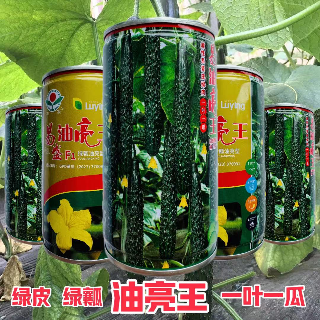 油亮王强雌黄瓜高产绿瓤密刺抗病