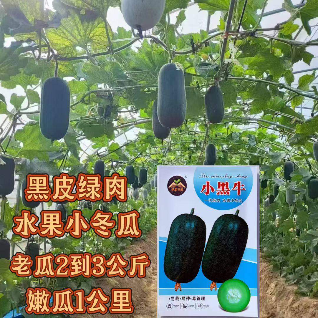 小黑牛水果小冬瓜种子早熟杂交黑皮绿肉冬瓜种籽肉厚嫩瓜高产抗病
