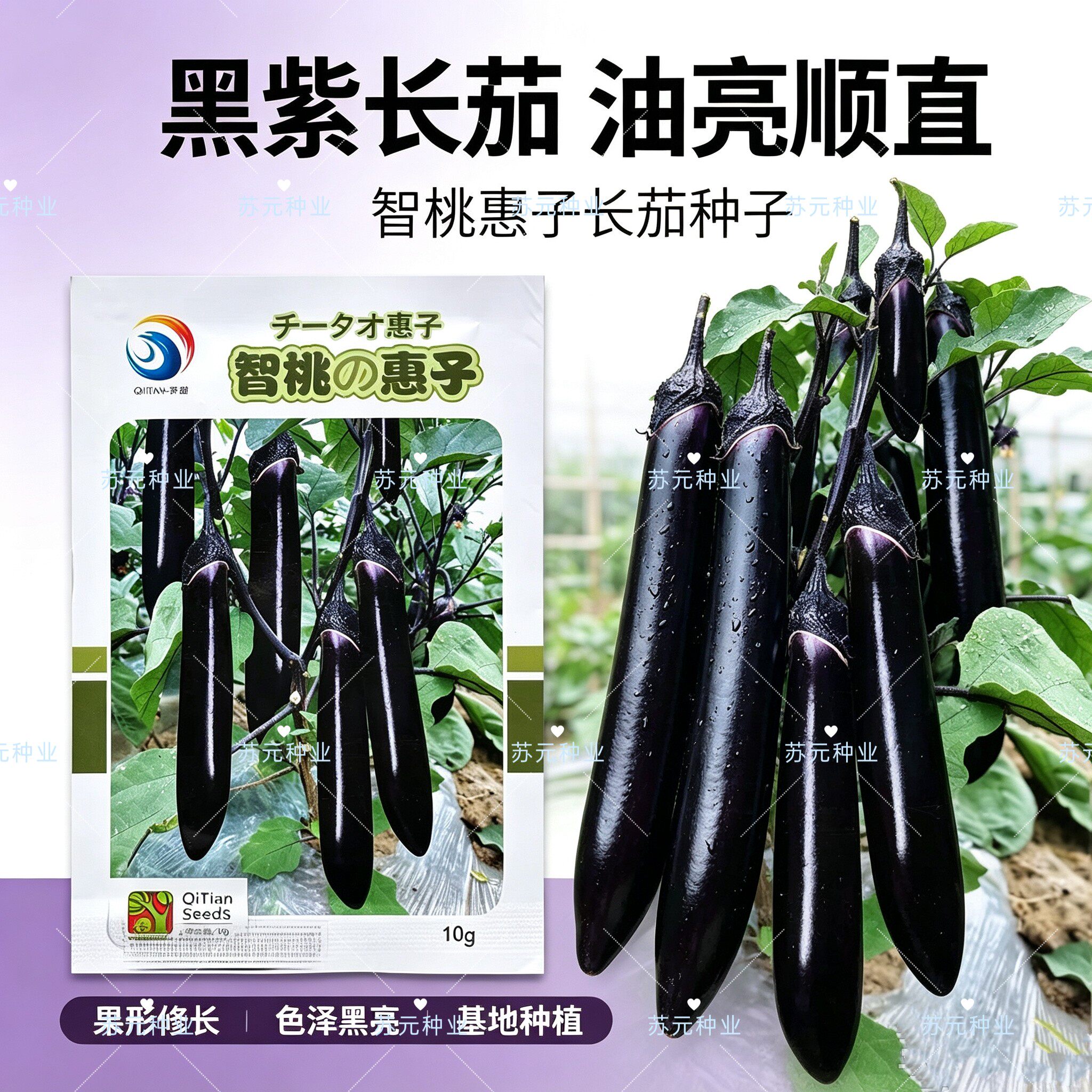 智桃惠子日本引进极早熟一代杂交长茄耐低温弱光高抗黄萎病春秋播