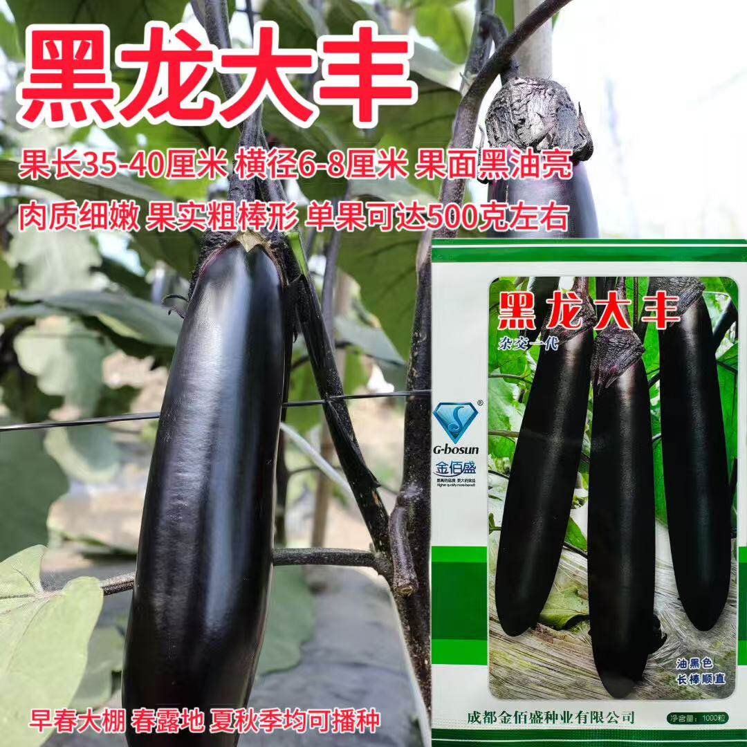 黑龙大丰长茄种子高产抗病长棒顺直黑亮茄子种籽农家大田春秋播种