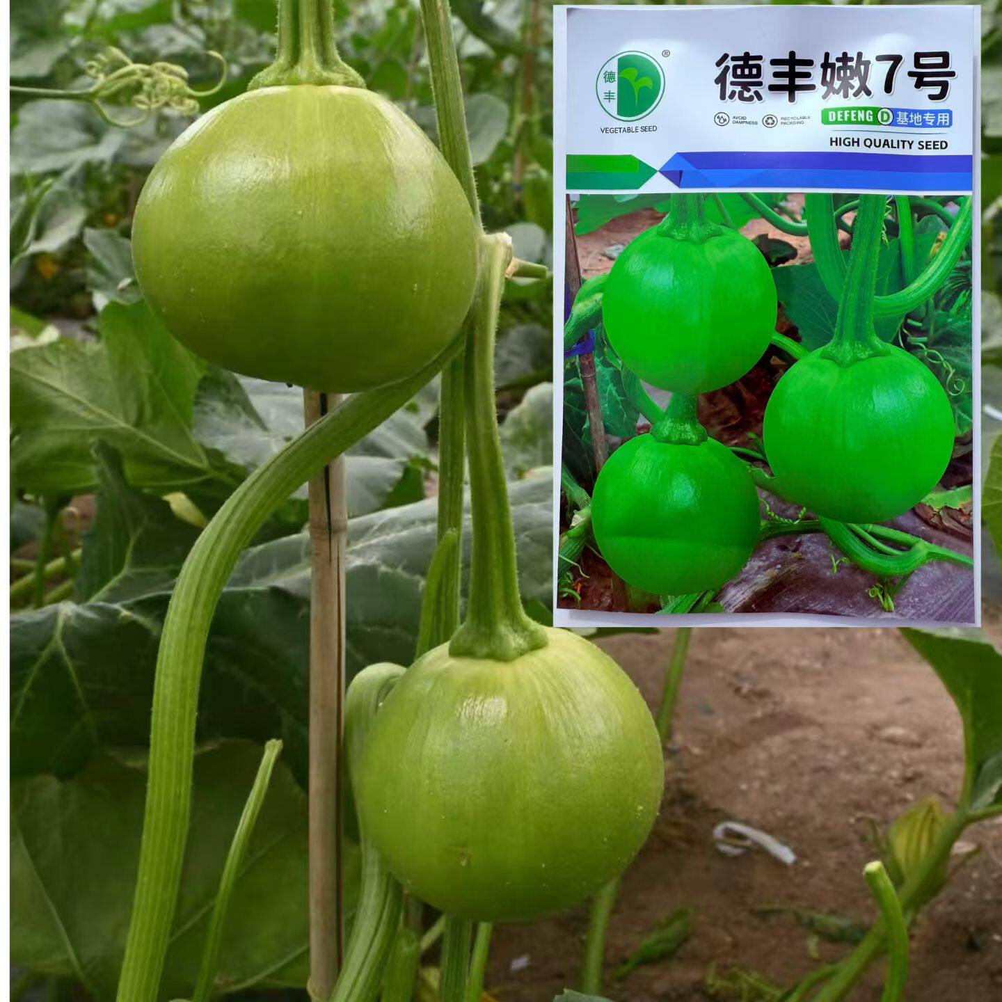 德丰嫩7号嫩瓜食用型南瓜种子早熟圆形小南瓜籽坐果能力强产量高