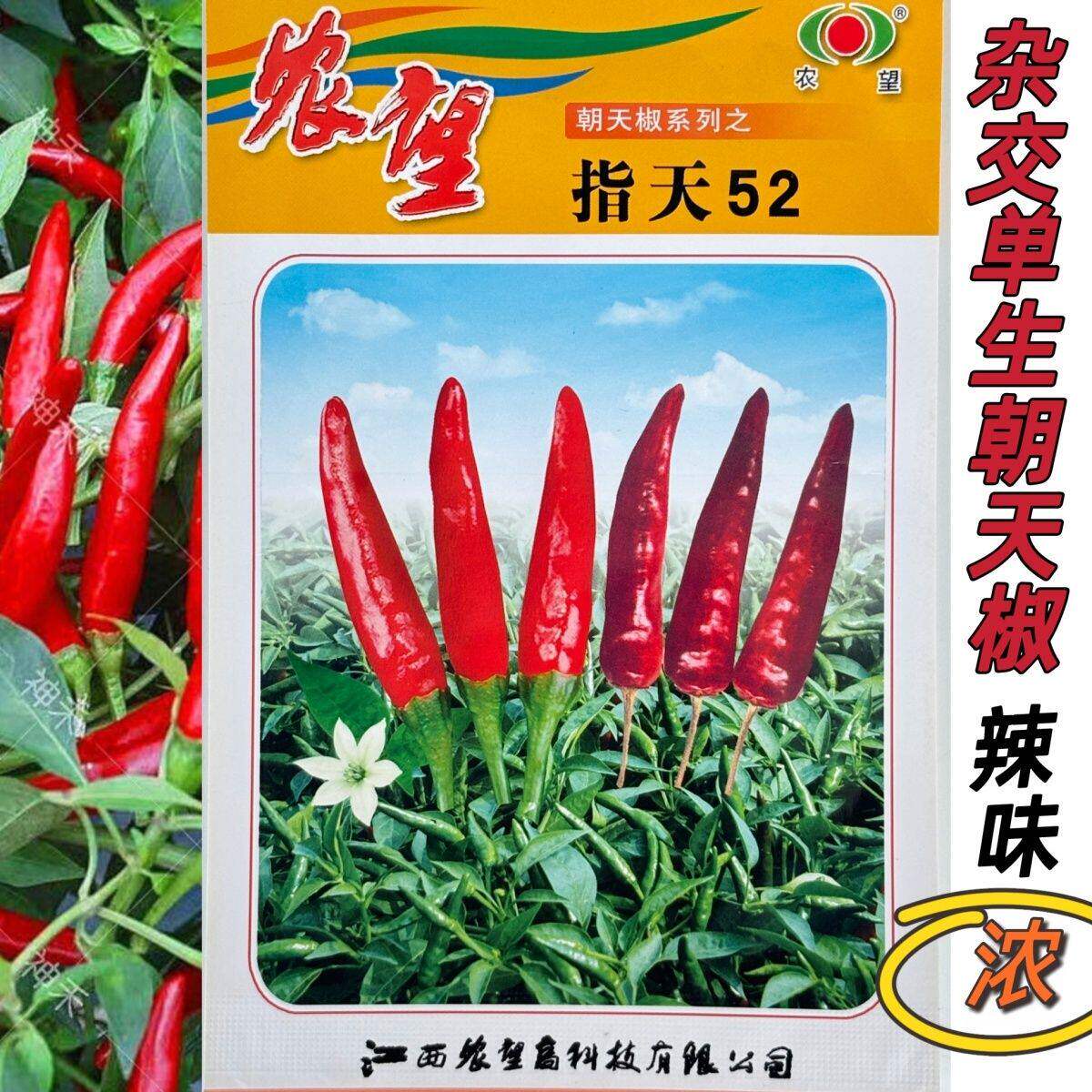 指天52辣椒种子朝天椒小米椒超辣早熟农家菜盆栽四季播蔬菜种籽