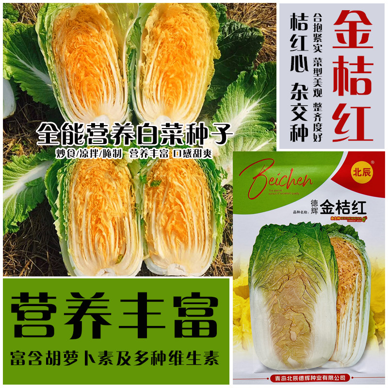 德辉金桔红大白菜种子球形合抱浅绿帮白菜种籽抗病高产秋播蔬菜孑